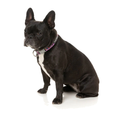 FuzzYard Dog Collar - FuzzYard Fiesta