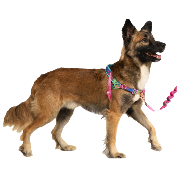 Zeedog Lords Of Zee.Town Melted Softer Walk Harness
