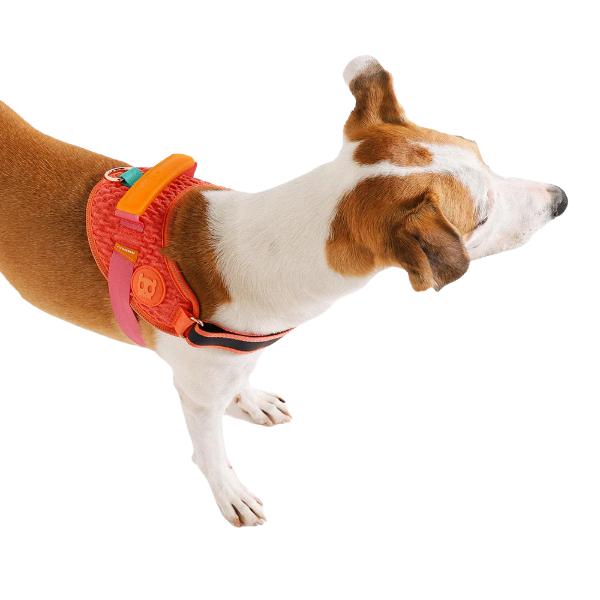 Zeedog Gazelle Flyharness