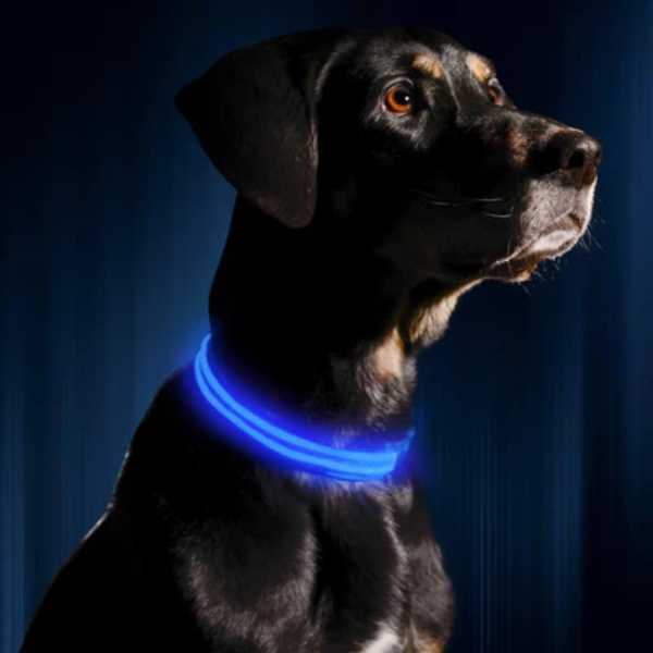 Ilumiseen -Led Dog Collar Medium (16 - 20) Azul