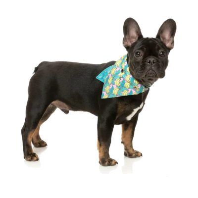 FuzzYard Bandana - Bananarama