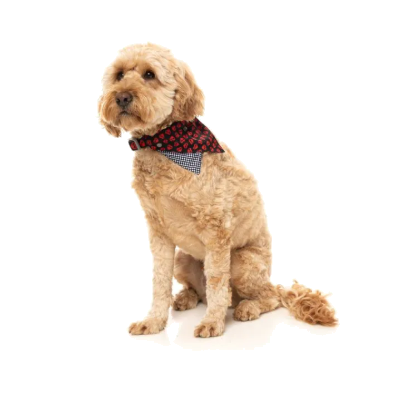 FuzzYard Bandana - Heartbreaker