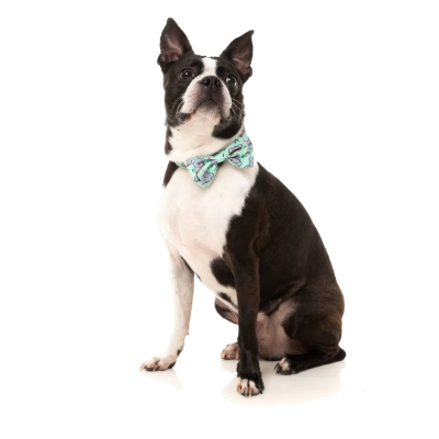 FuzzYard Bowtie - Dreamtime Koala