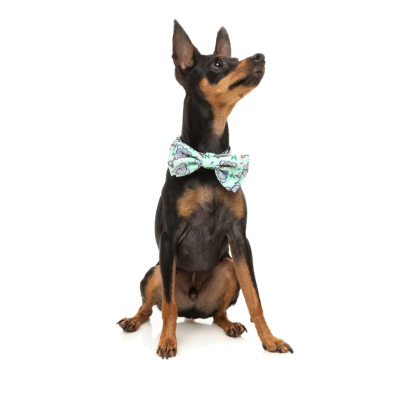 FuzzYard Bowtie - Dreamtime Koala