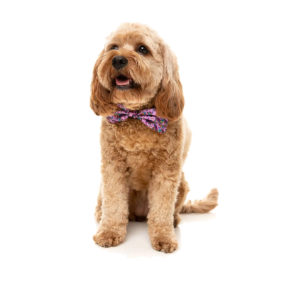 FuzzYard Bowtie - FuzzYard Fiesta