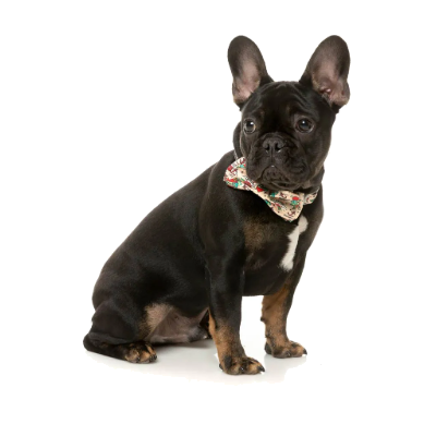 FuzzYard Bowtie - Ink’d Up