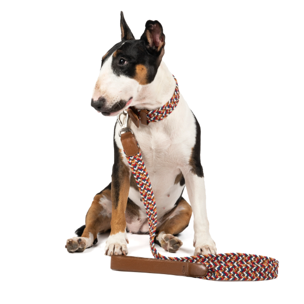 Obi Pet Supplies Correa - Rufo Amareto