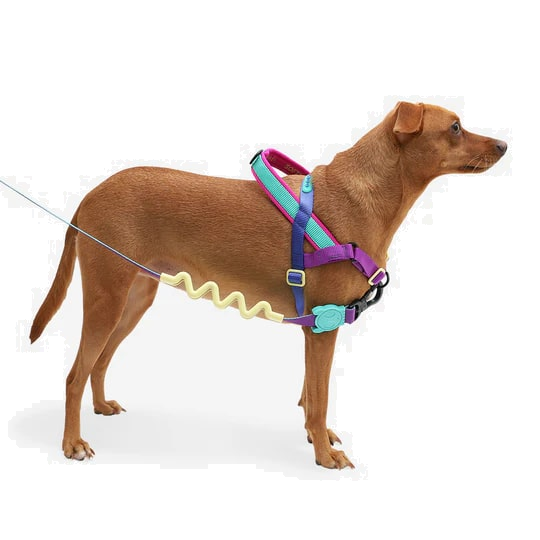 Zeedog Soft-Walk Harness - Shockwave