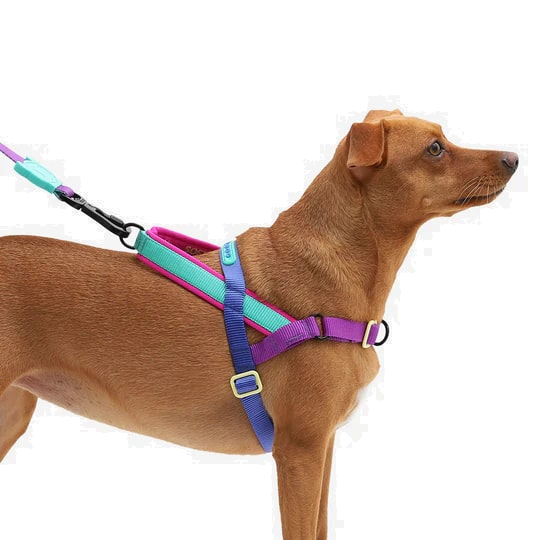 Zeedog Soft-Walk Harness - Shockwave