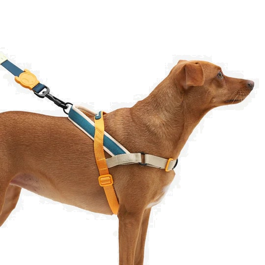 Zeedog Soft-Walk Harness - Voyage