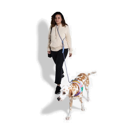 Zeedog Hands-Free Leashes - Andromeda