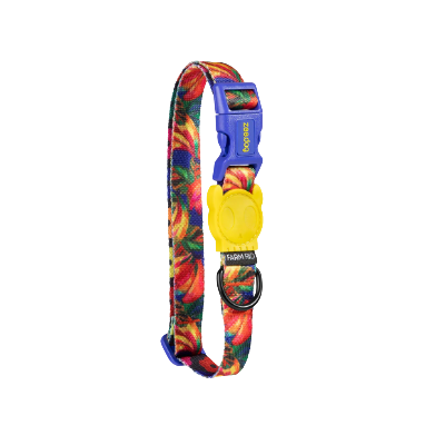 ZEEDOG - SAMBA COLLAR