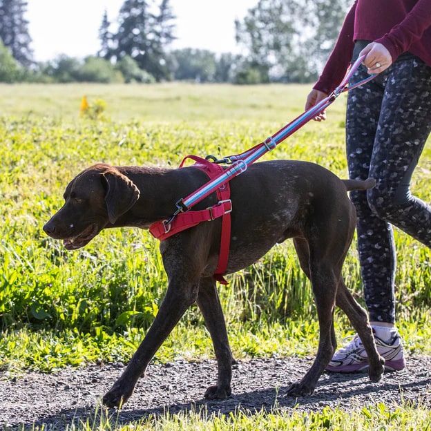 Kurgo Walk About Reins