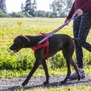 Kurgo Walk About Reins