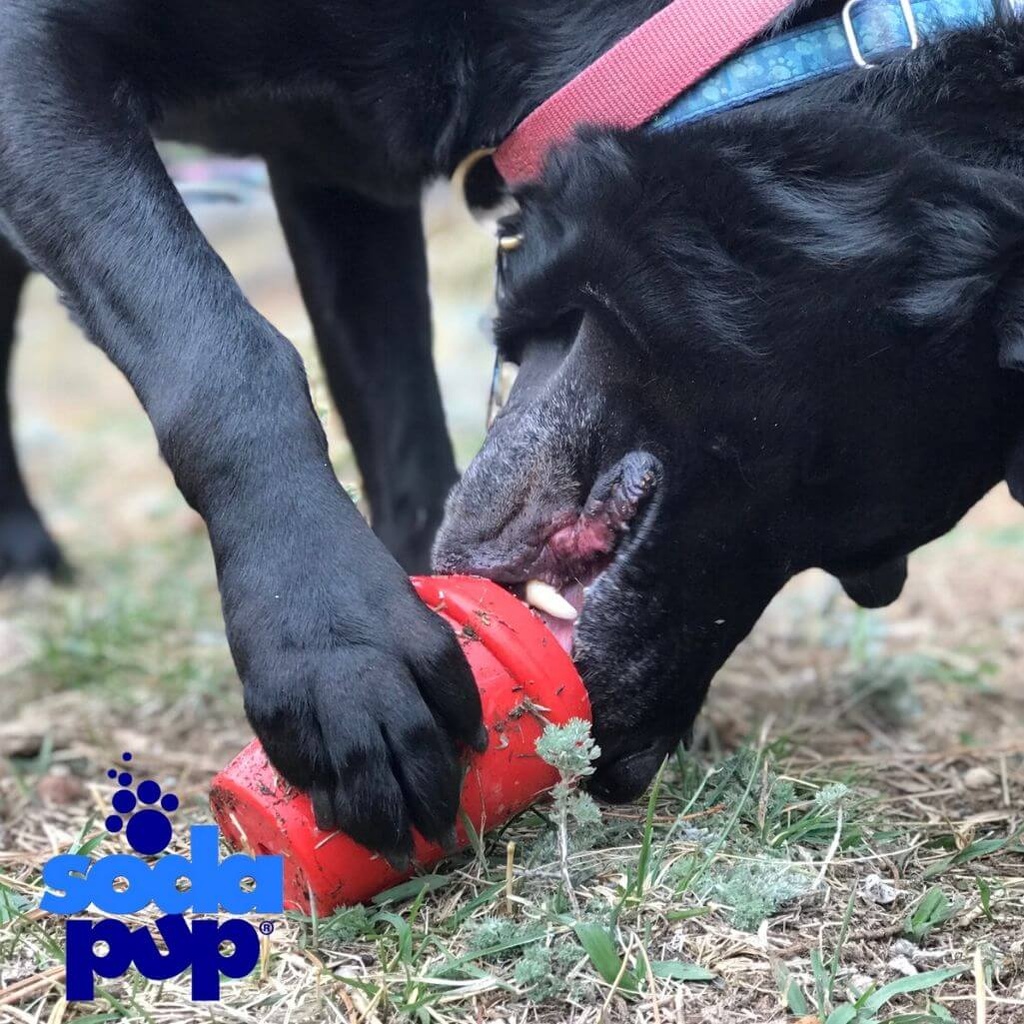 Sodapup Coffee Cup Durable Rubber Chew Toy And Treat Dispenser