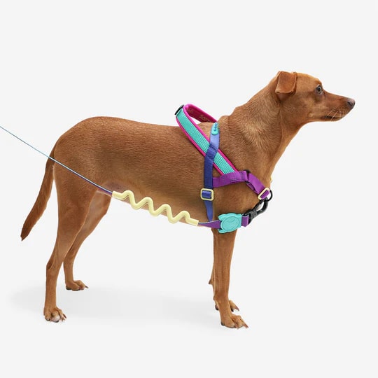 Zeedog Soft-Walk Harness - Shockwave