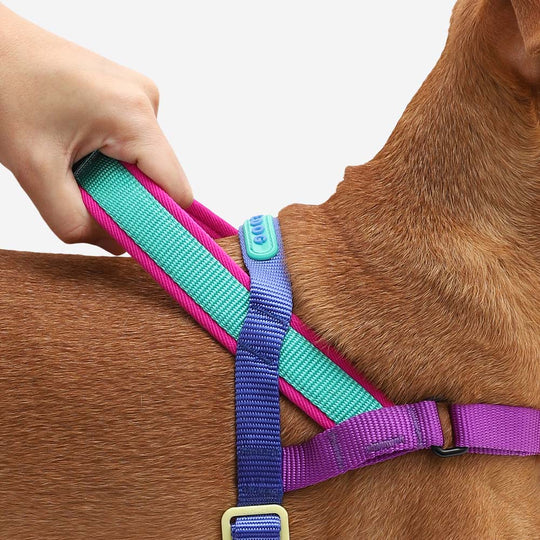 Zeedog Soft-Walk Harness - Shockwave