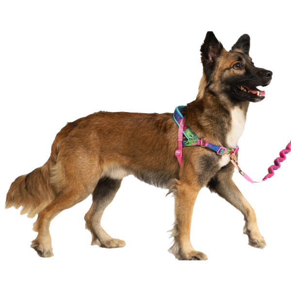 Zeedog Lords Of Zee.Town Melted Softer Walk Harness