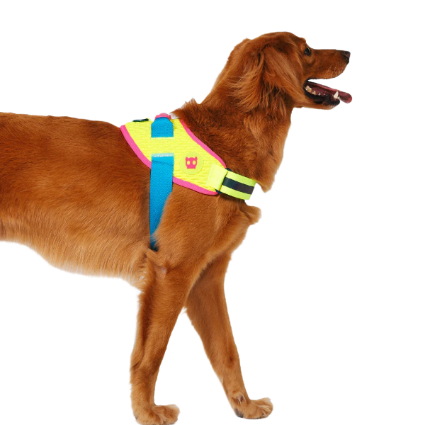 Zeedog CMYK Flyharness