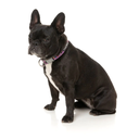 FuzzYard Dog Collar - FuzzYard Fiesta