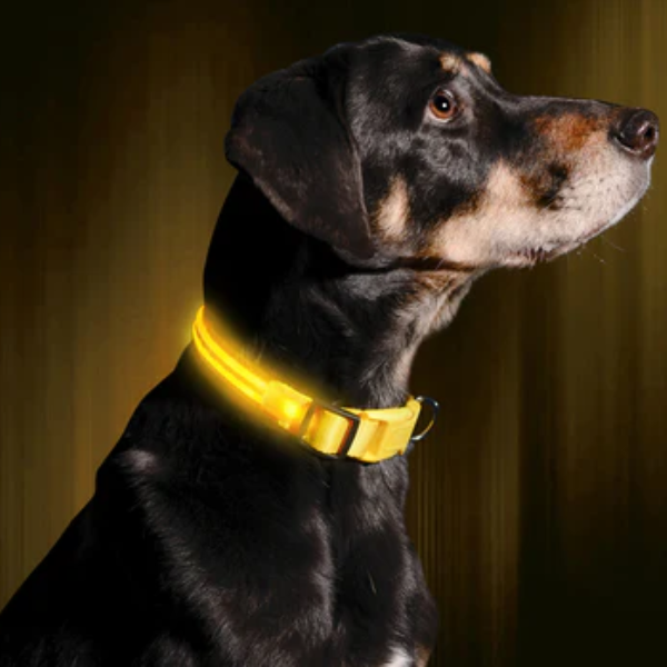 Iluminiseen -Led Dog Collar Small (13 - 17) Amarillo