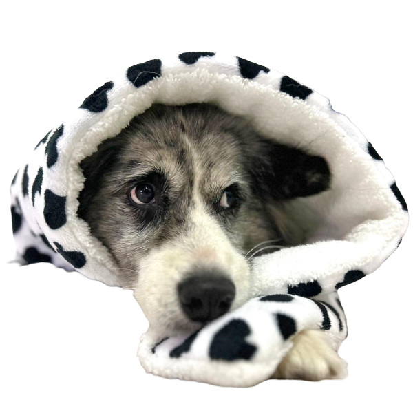 Philozoo Cobija Diseños Cow Print