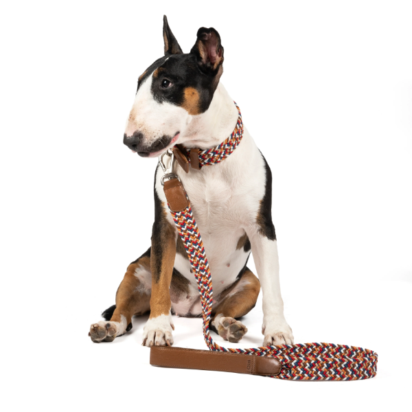 Obi Pet Supplies Correa - Rufo Amareto