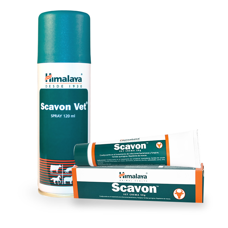 Himalaya Scavon Crema 50g