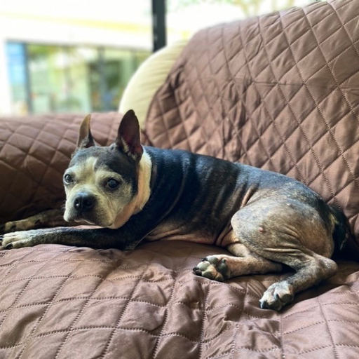 Philozoo Protector de Sillon Doble